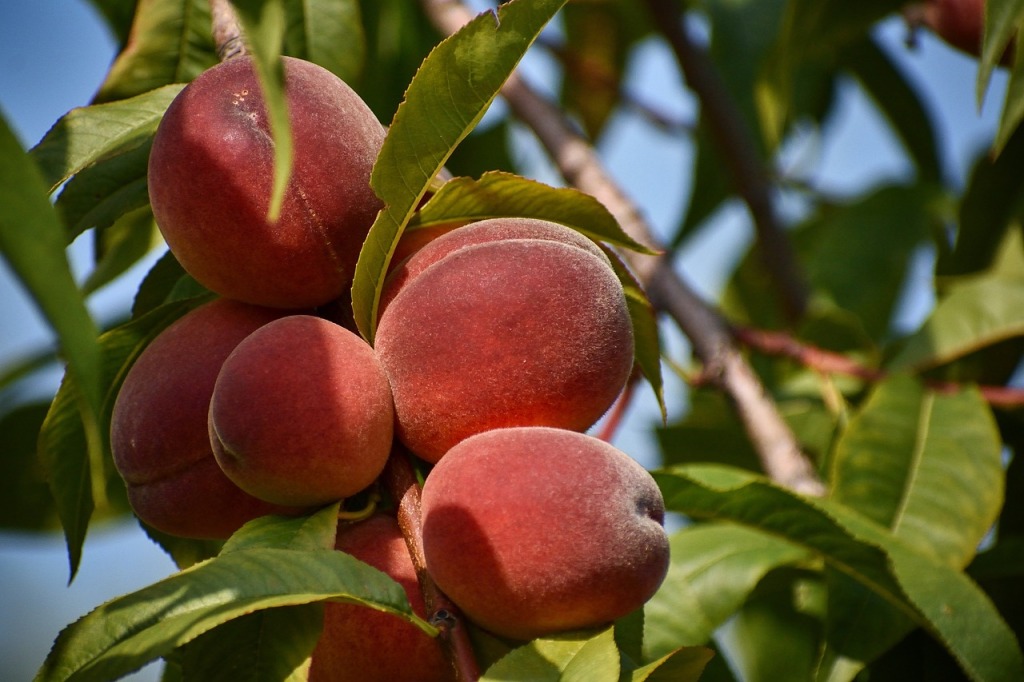 PICK-YOUR-OWN PEACHES, A FUN SUMMER ACTIVITY FOR KIDS